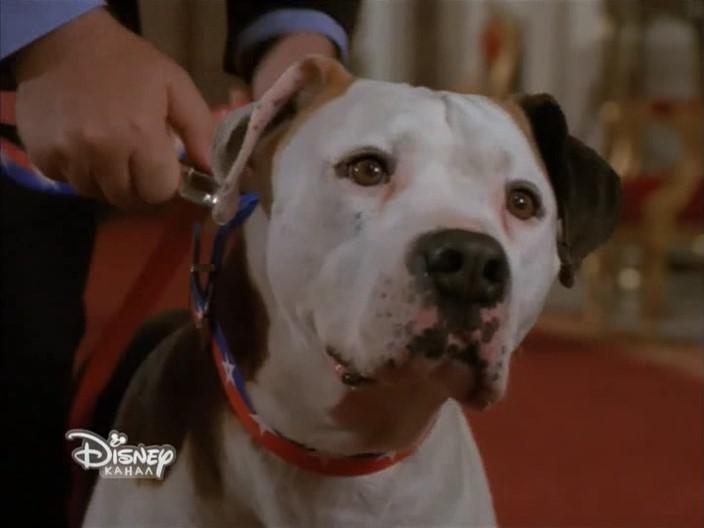 Кадр из фильма Пес и нищий / The Pooch and the Pauper (2000)