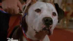 Кадры из фильма Пес и нищий / The Pooch and the Pauper (2000)