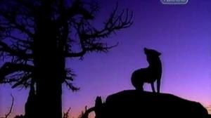 Кадры из фильма Томми - оборотень / Big Wolf on Campus (1999)