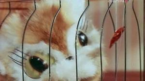 Кадры из фильма Кошки-мышки (1975)