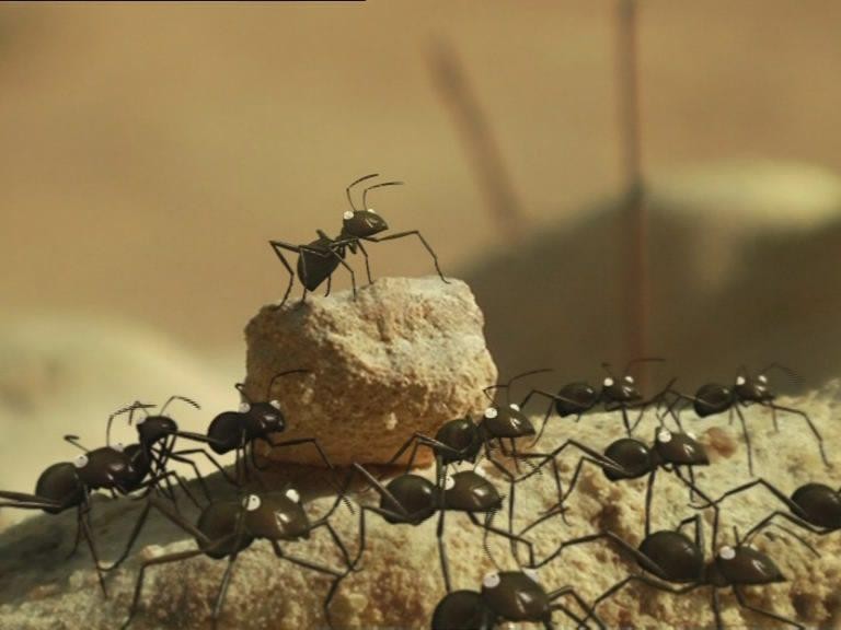 Кадр из фильма Насекомые / Minuscule (2007)