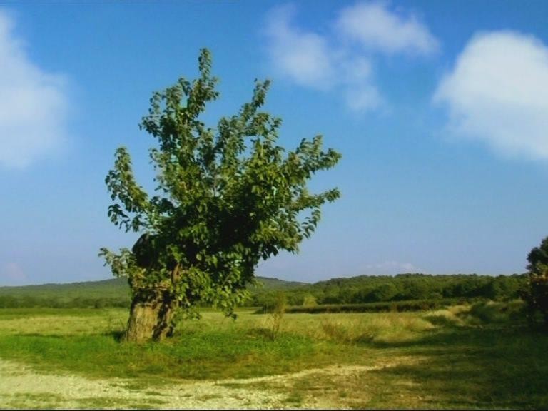 Кадр из фильма Насекомые / Minuscule (2007)