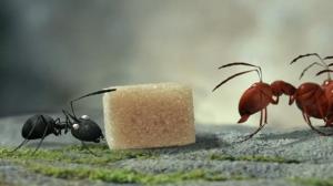 Кадры из фильма Букашки. Приключение в Долине муравьев / Minuscule - La vallée des fourmis perdues (2014)
