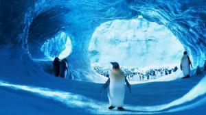 Кадры из фильма Делай ноги 2 / Happy Feet Two (2011)