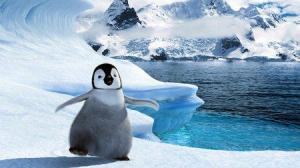 Кадры из фильма Делай ноги / Happy Feet (2006)