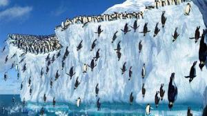 Кадры из фильма Делай ноги / Happy Feet (2006)