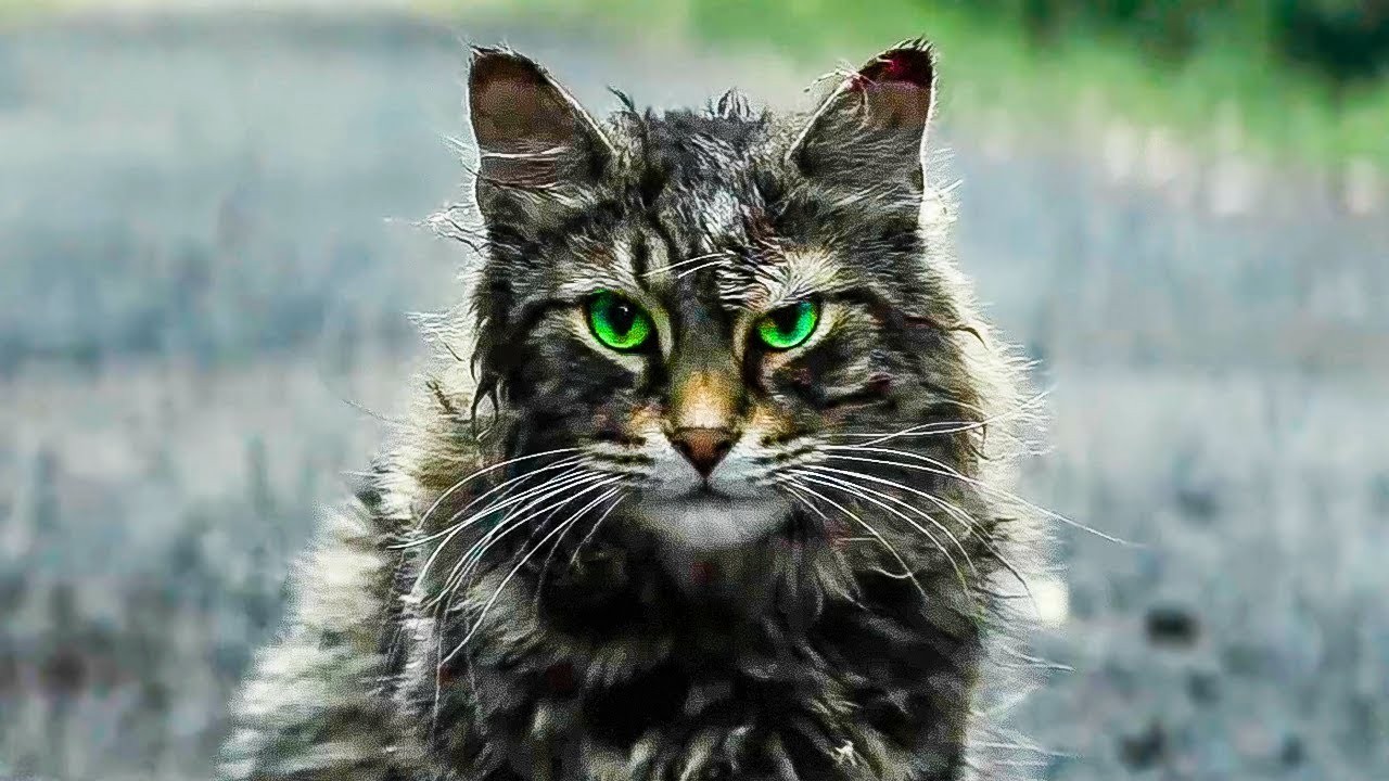 Кадр из фильма Кладбище домашних животных / Pet Sematary (2019)