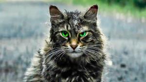 Кадры из фильма Кладбище домашних животных / Pet Sematary (2019)