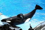 фото Тиликум / Tilikum